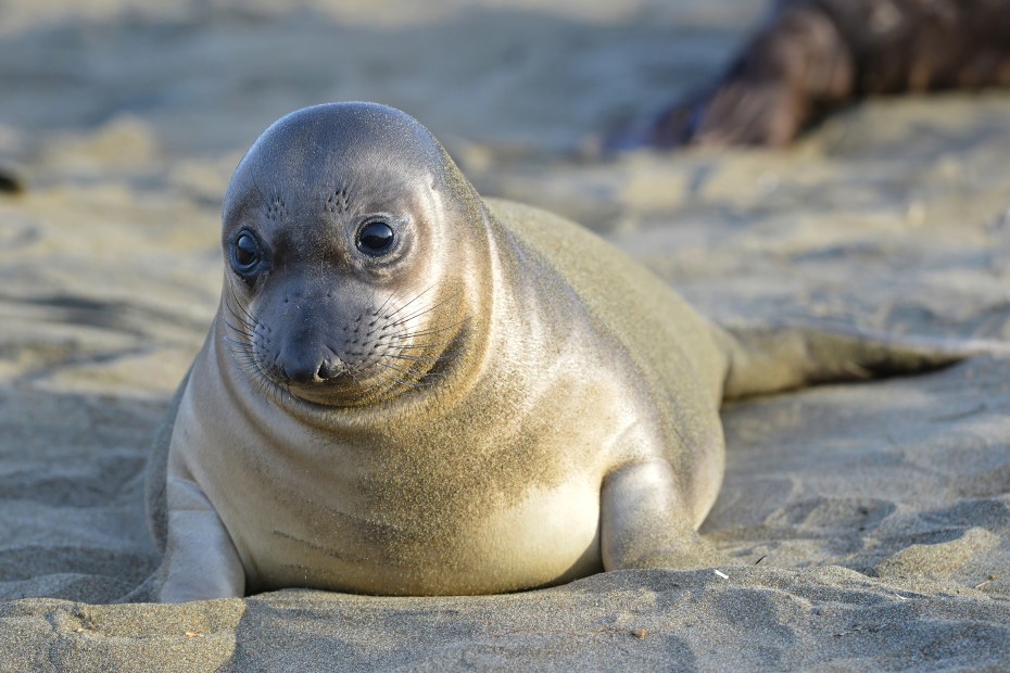 Curious new born elephant seal pup on a beach in California.