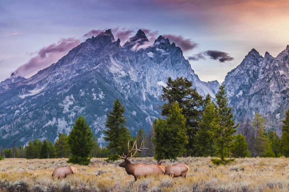 Elk graze in front of the Grand Teton mountains.