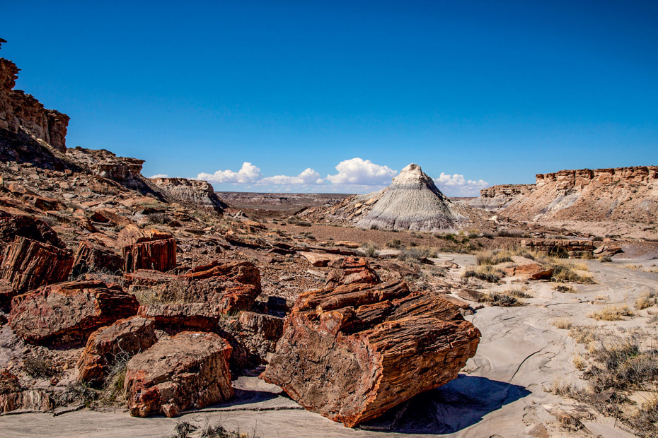 Foscilized tree trunks in Jasper Forest in Petrified Forest National Park.