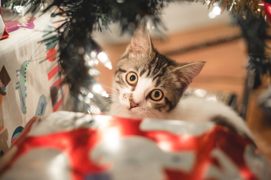 A kitten plays between the presents under a Christmas tree.