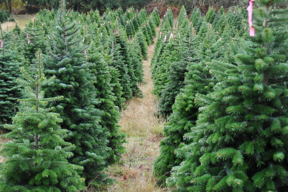 A row of Christmas trees growing on a farm.