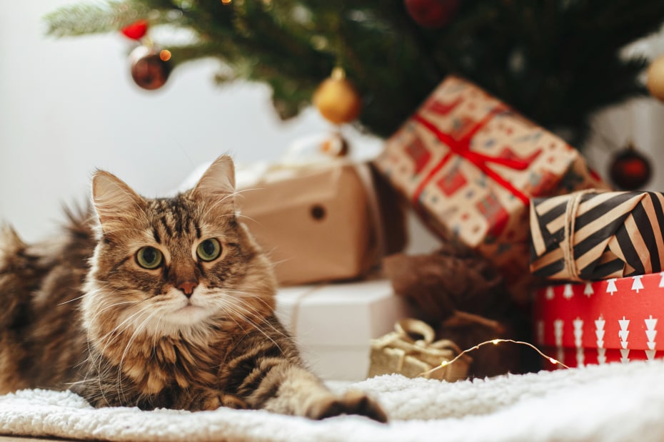 A tabby cat lounges in front of the presents under a Christmas tree.