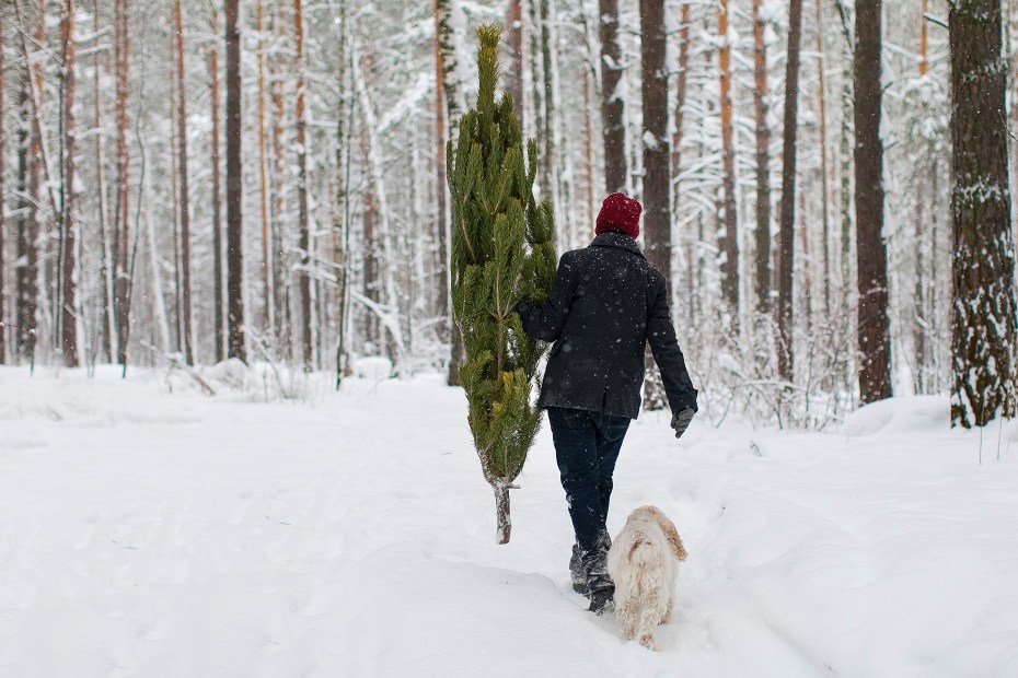 A man carries a Christmas tree through a national forest.