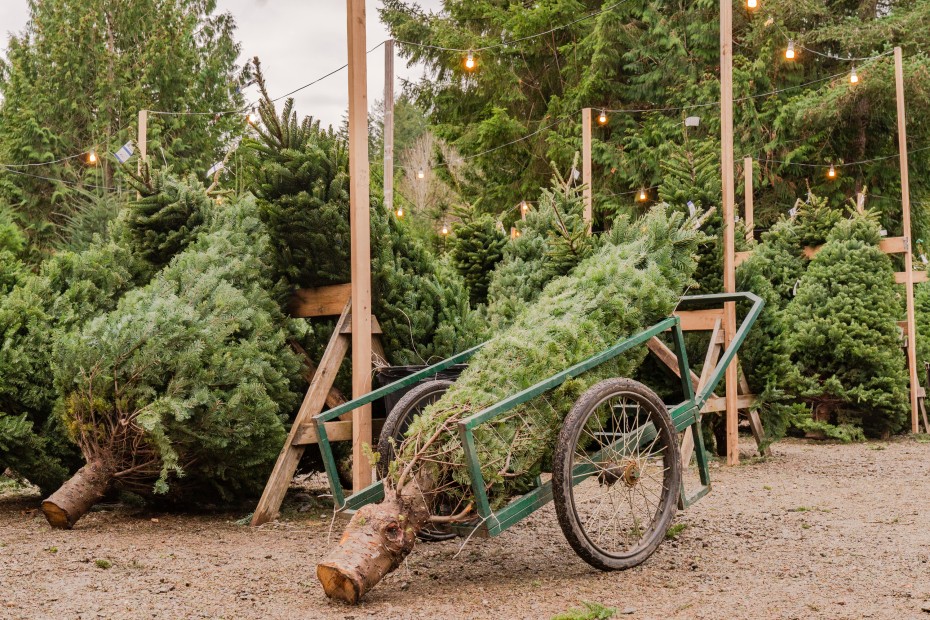 Trees lined up for sale on a Christmas tree lot.