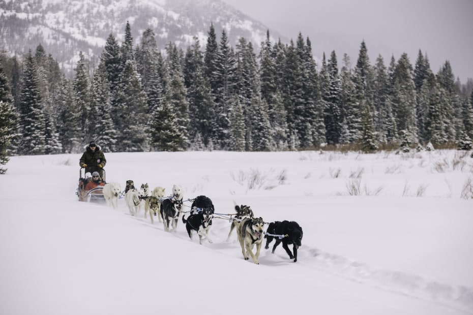 Two people ride on a dog sled with Continental Divide Dogsled Adventures.
