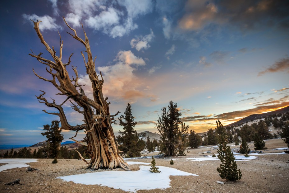 Bristlecone Pines at Sunset in the Inyo National Forest near Bishop, California.