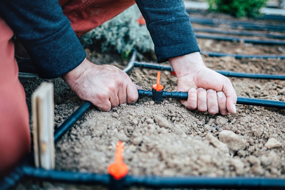 A man tightens the connections on a drip irrigation system.