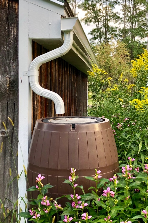 Water drains into a rain barrel surrounded by flowers.