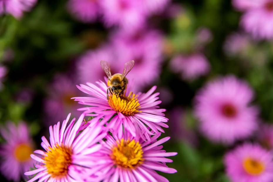 Bee collecting pollen from a Purple Aromatic aster or Symphyotrichum oblongifolium flower in garden.