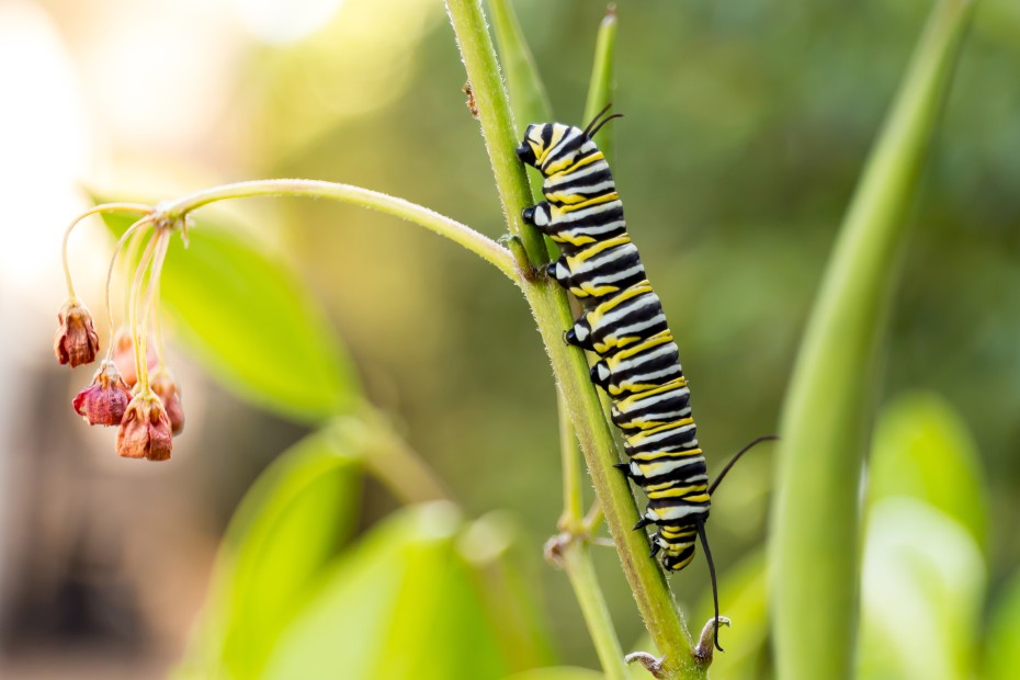 A monarch caterpillar climbs up a milkweed plant.