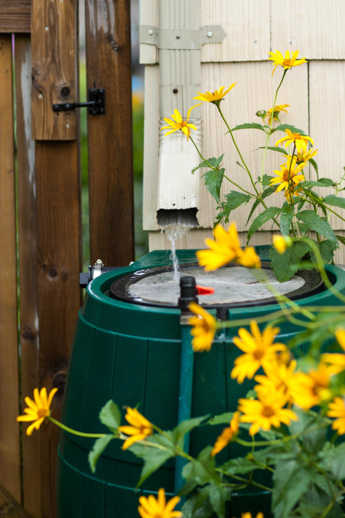 Rain flows into barrel from down spout.