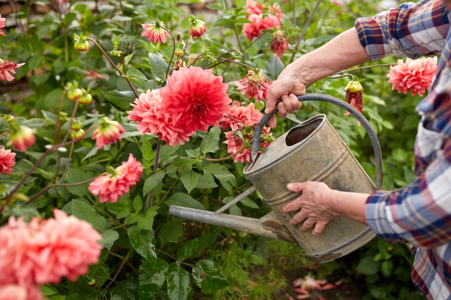A person waters pink dahlias.
