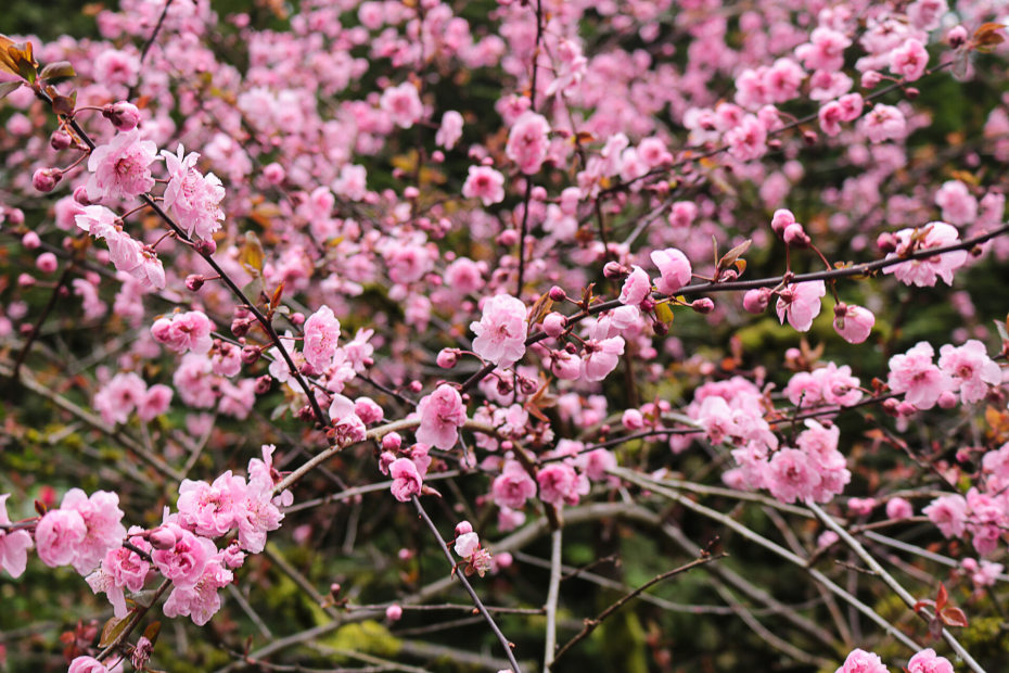 Pink cherry blossoms in the Portland Japanese Garden