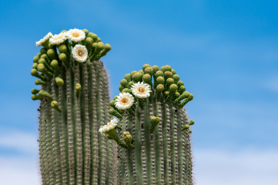 White flowers adorn the top of a saguaro cactus against a blue sky.