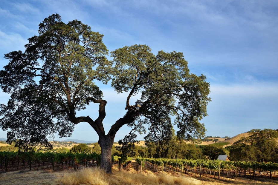 Grape vines underneath an oak tree at Twisted Oak Vineyard.