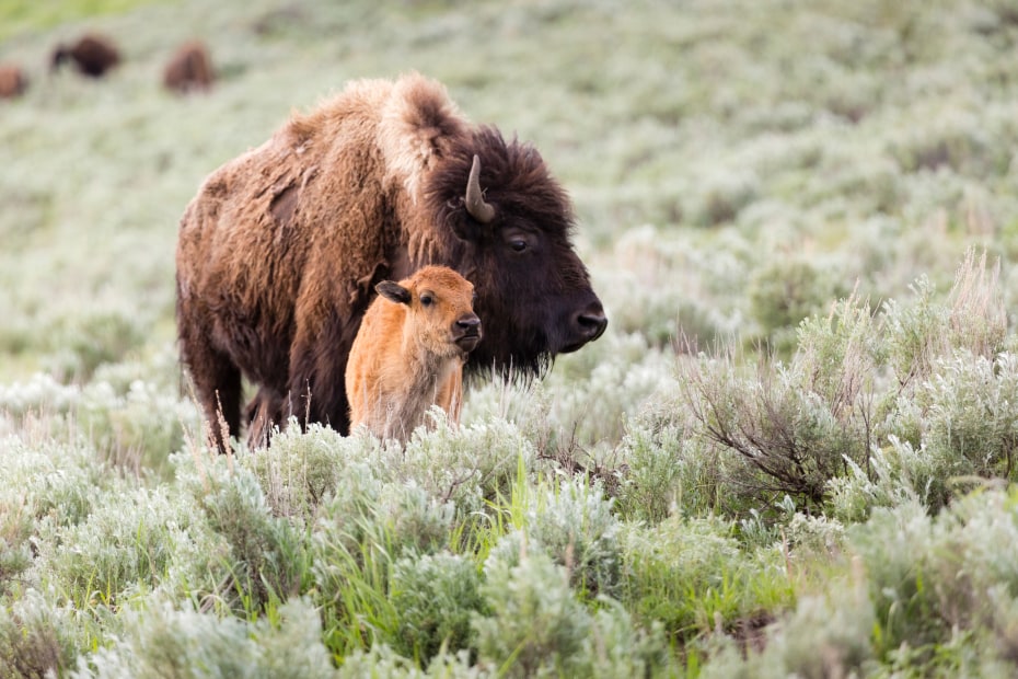 A bison and her calf forage in Yellowstone National Park in spring.