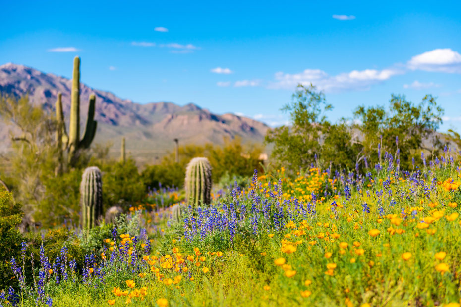 California poppies and other wildflowers in Picacho Peak State Park.