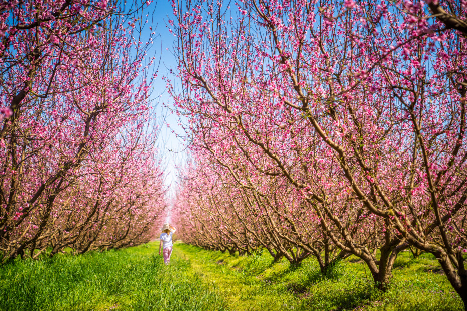 Fruit trees in bloom in Fresno, California.