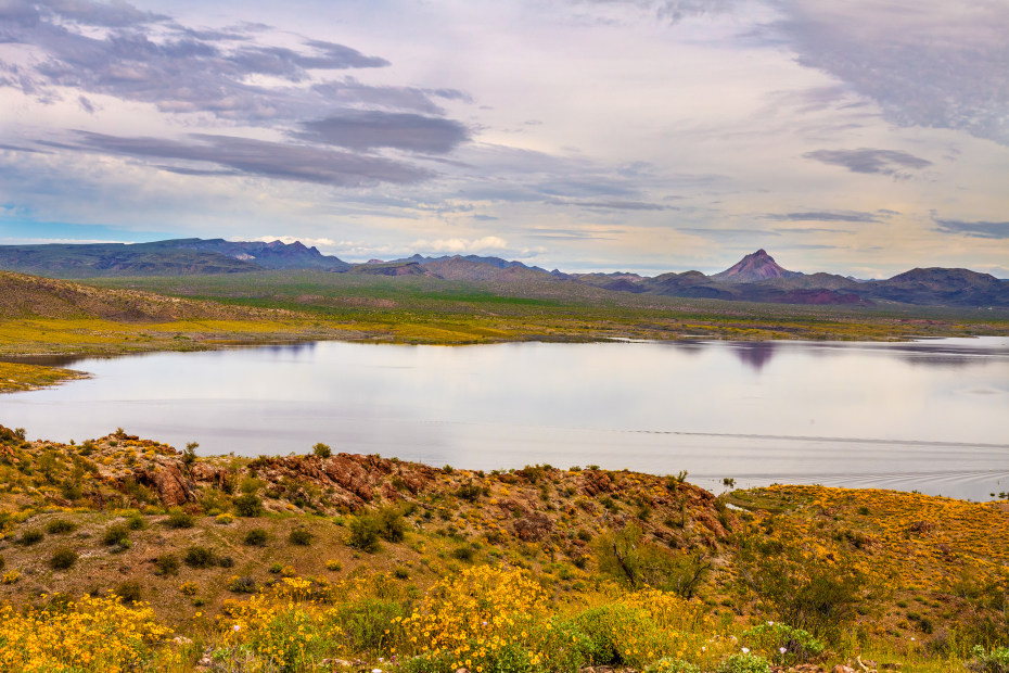 Wildflowers around Alamo Lake in Alamo Lake State Park.