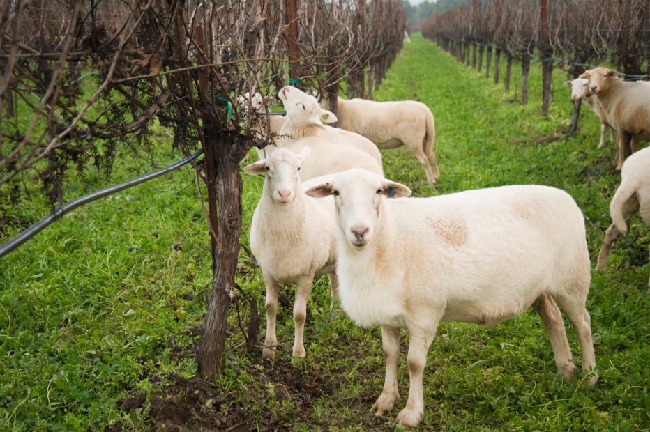 Sheep graze in the Preston Farm and Winery vineyard in Headlsburg, California.