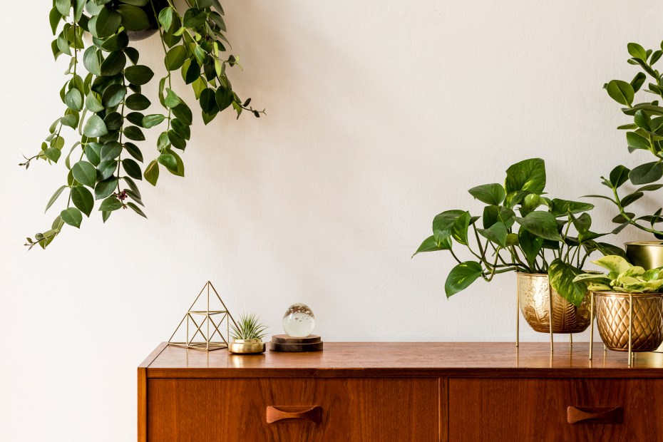 Indoor plants sit on top of a midcentury modern cradenza.