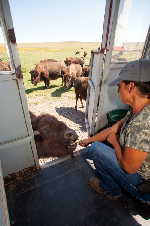 A woman feeds a bison on the Terry Bison Ranch train ride.