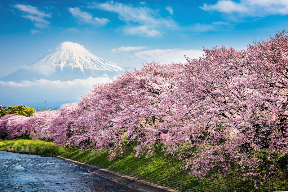 Cherry blossoms bloom in front of Mount Fuji in Japan, image