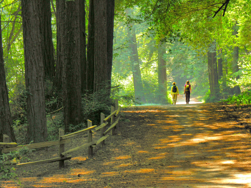 Two people walk along the trail beneath the trees at Redwood Regional Park, picture