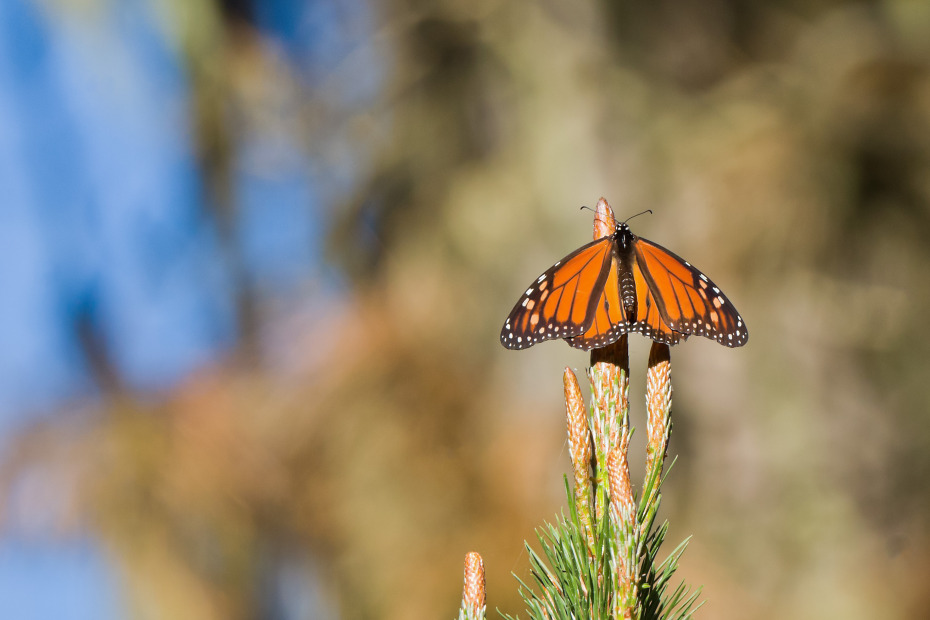 a monarch butterfly in Pacific Grove's Monarch Butterfly Sanctuary, picture