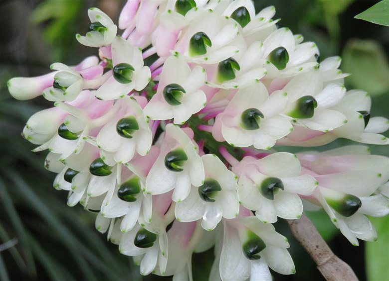 bottlebrush orchid at Foster Botanical Garden in Honolulu, Hawaii, picture