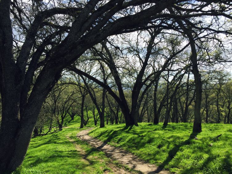 a trail leads through the trees at Las Trampas Regional Wilderness, picture