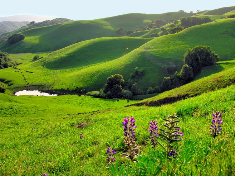 lupines bloom at Briones Regional Park, picture