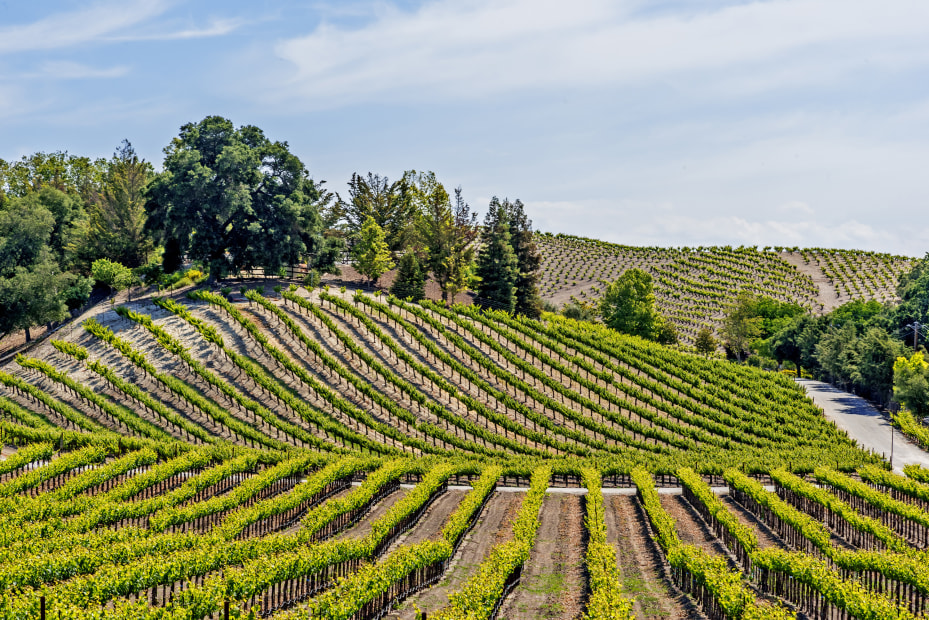sprawling vineyards near Paso Robles, California, picture