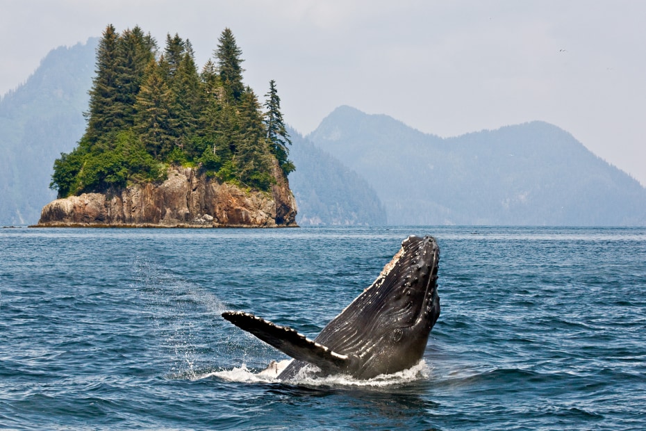 a humpback whale breeches in the waters of Alaska, picture