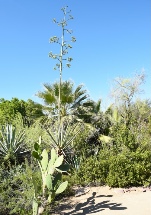 palms and cactus at the botanical garden, photo