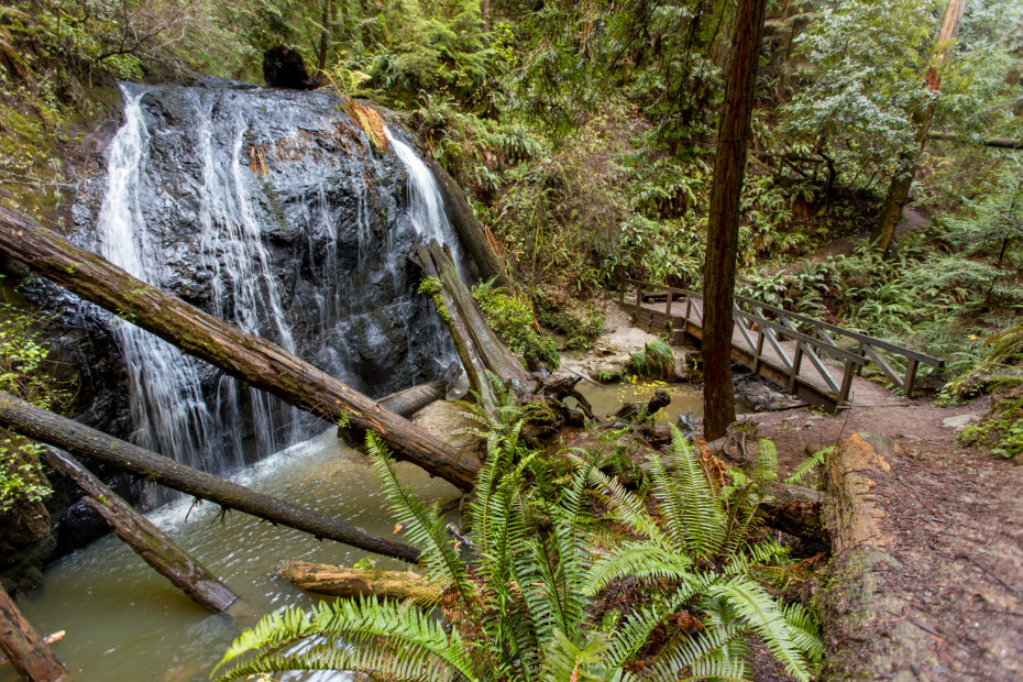 lush fern grotto and falls at Russian Gulch State Park, picture