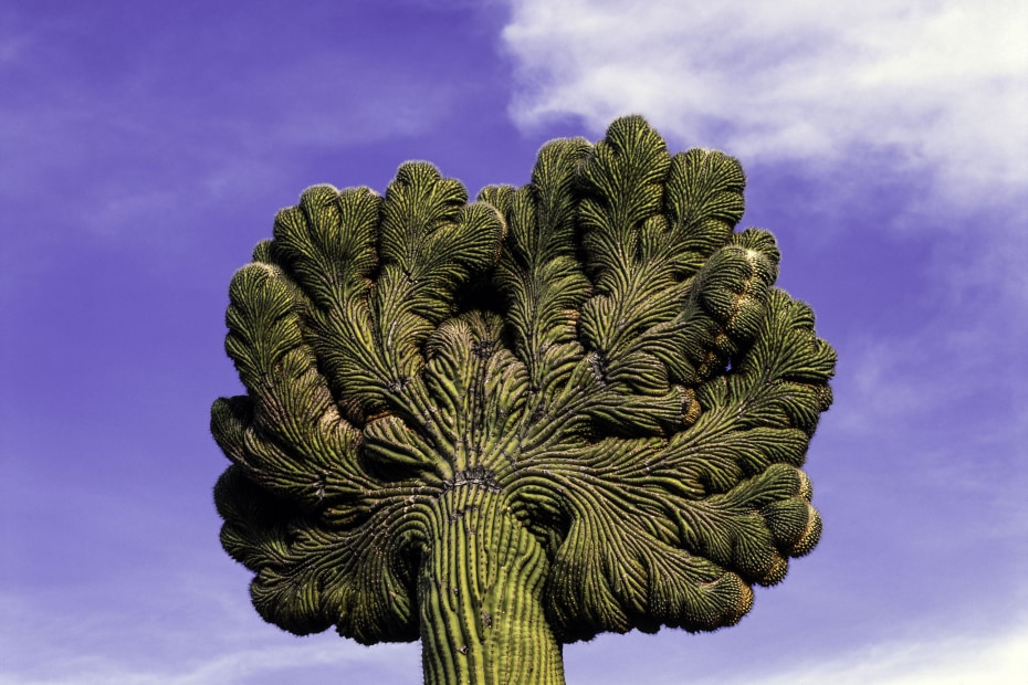 crested saguaro in Organ Pipe Cactus National Monument, Arizona