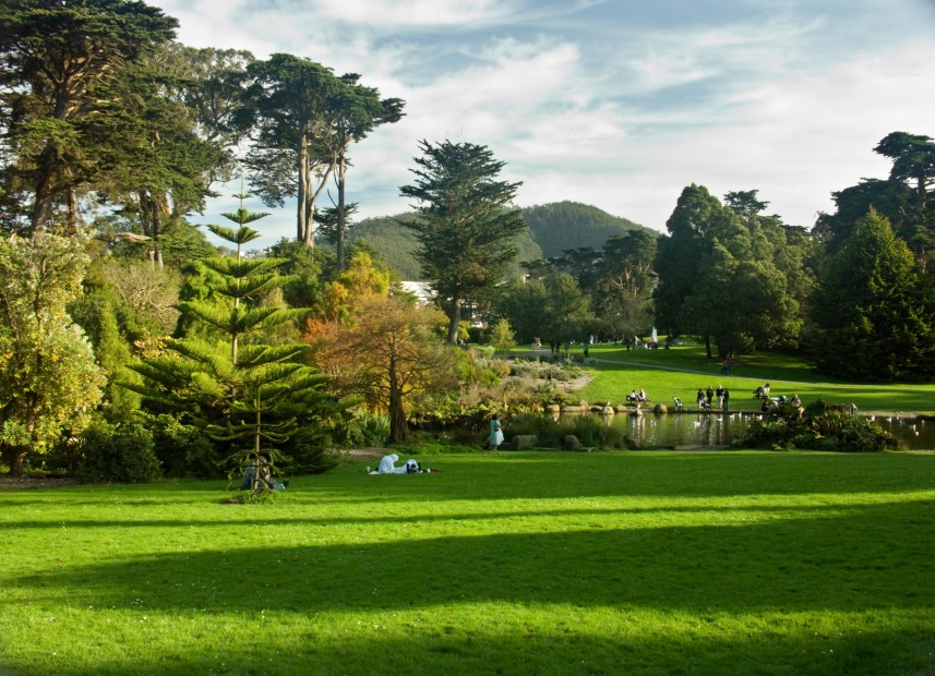 verdant, green landscape with trees in the background at Golden Gate Park in San Francisco