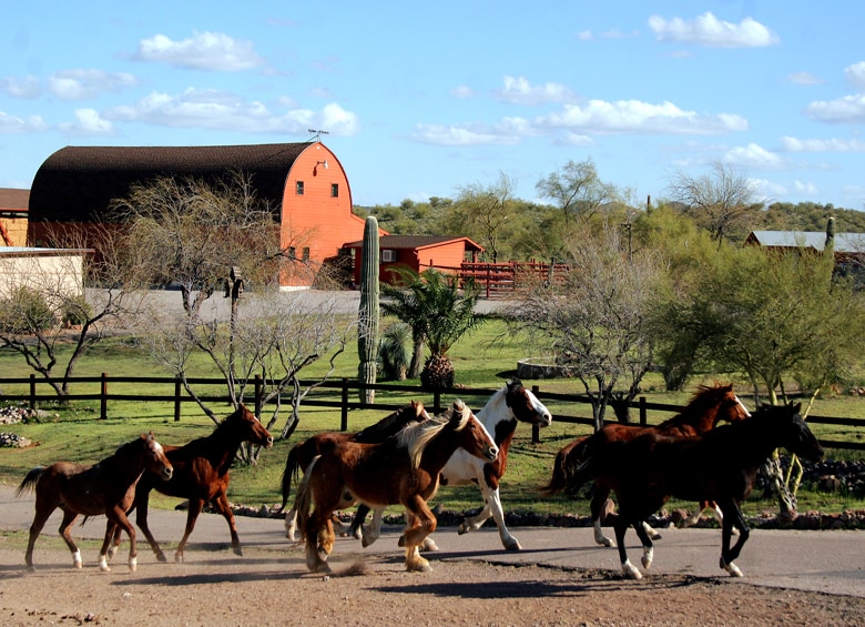 horses at Flying E Ranch in central Arizona, picture