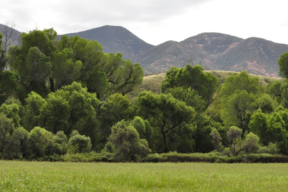 An oasis of green in the Patagonia–Sonoita Creek Preserve, image