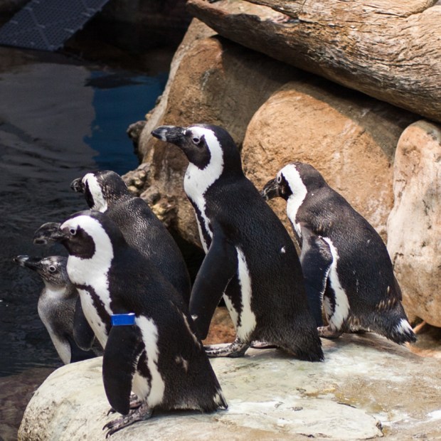 Penguins stand together at the California Academy of Sciences African penguin exhibit.