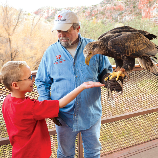 A boy reaches with palm up toward a rescued eagle held by handler at the Verde Canyon Railroad depot in Clarkdale, Arizona