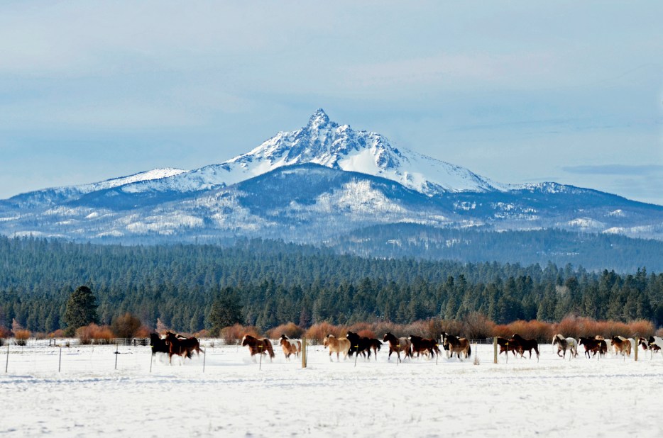 Horses frolic in snow covered foreground as Mount Washington looms in the distance at Black Butte Ranch near Sisters, Oregon 