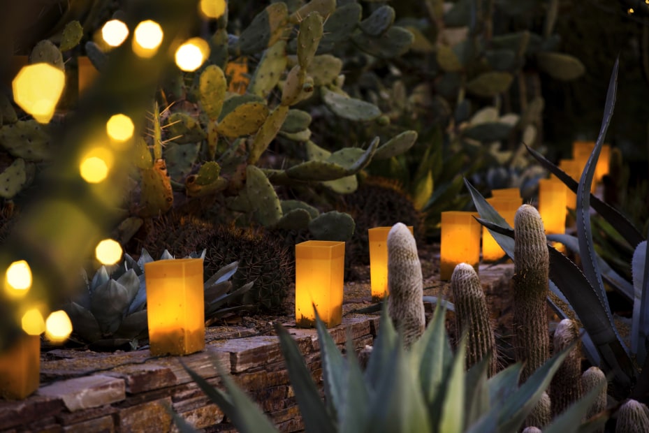 Luminarias among the plants at the Desert Botanical Garden.