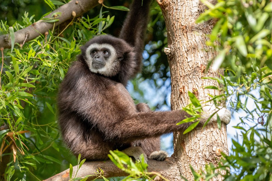 Rainier, the male, white-handed gibbon, lives at Oakland Zoo on Gibbon Island with his partner Mei.
