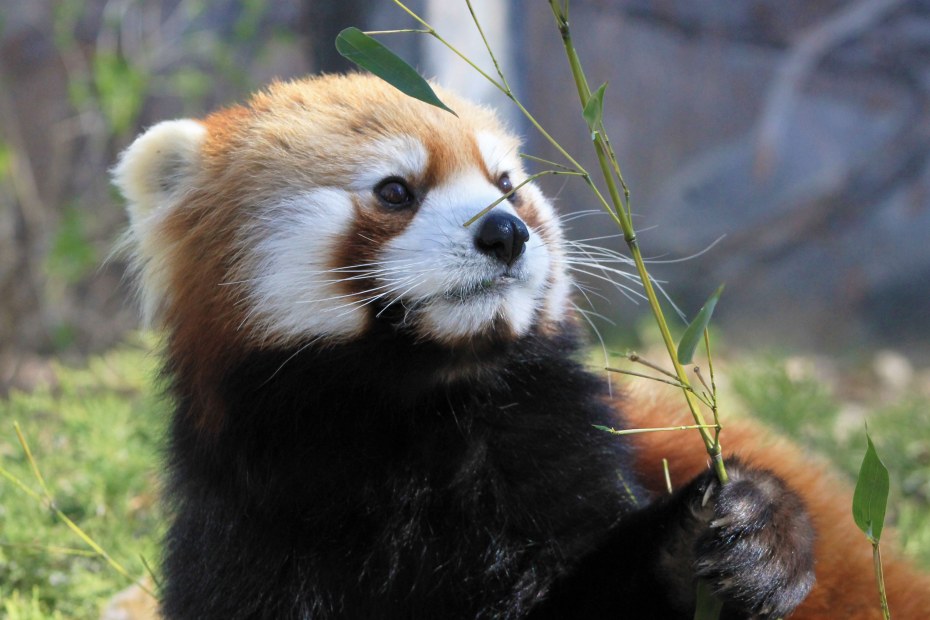 A red panda eats foliage at ZooMontana.