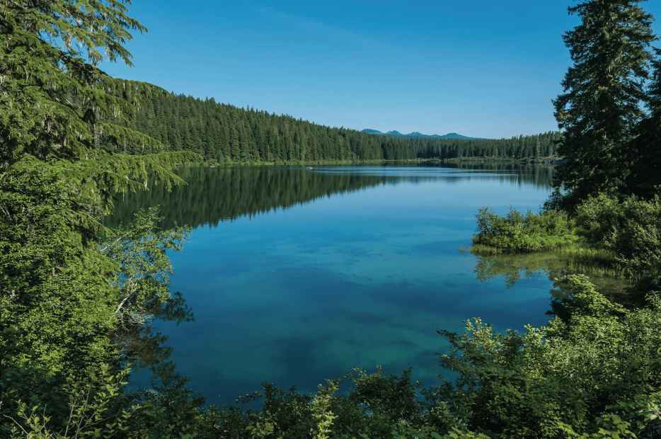 the turquoise waters of Clear Lake in Oregon seen through the surrounding trees