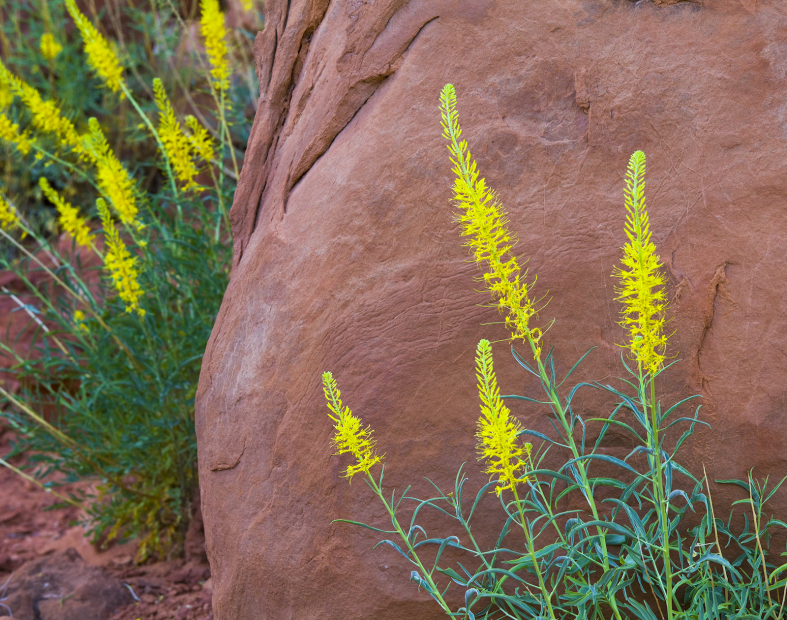 Prince's plume (Stanleya pinnata) blooming with red sandstone in the background at Arches National Park in Utah
