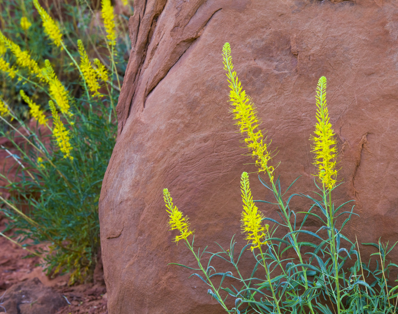 Pink flower blooming on desert cactus at Red Rock Canyon Las Vegas Nevada  Stock Photo - Alamy