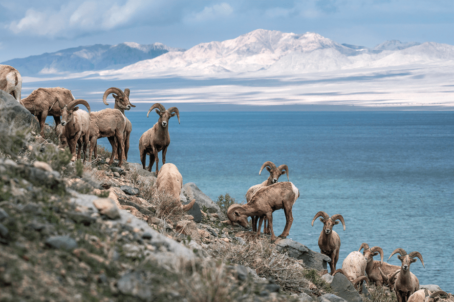 bighorn sheep gather on the rocky banks above walker lake in nevada
